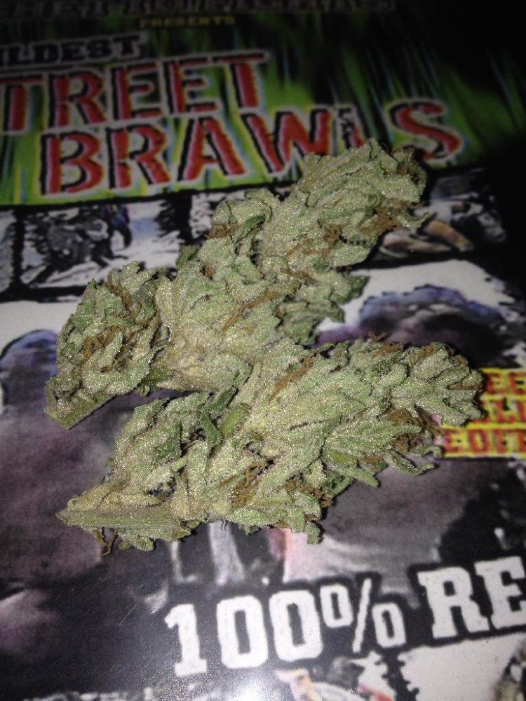 Blackwater pheno 2