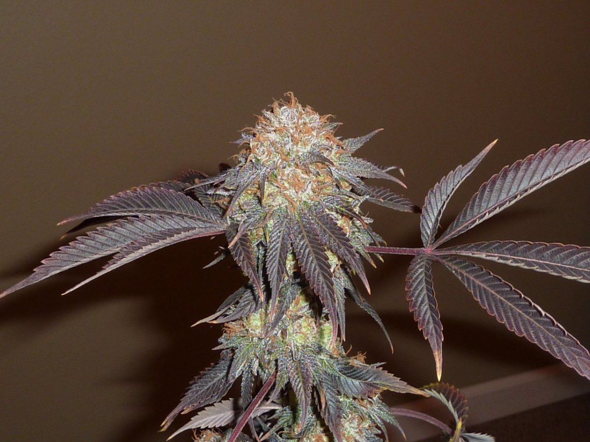 Blackwater purple pheno 4