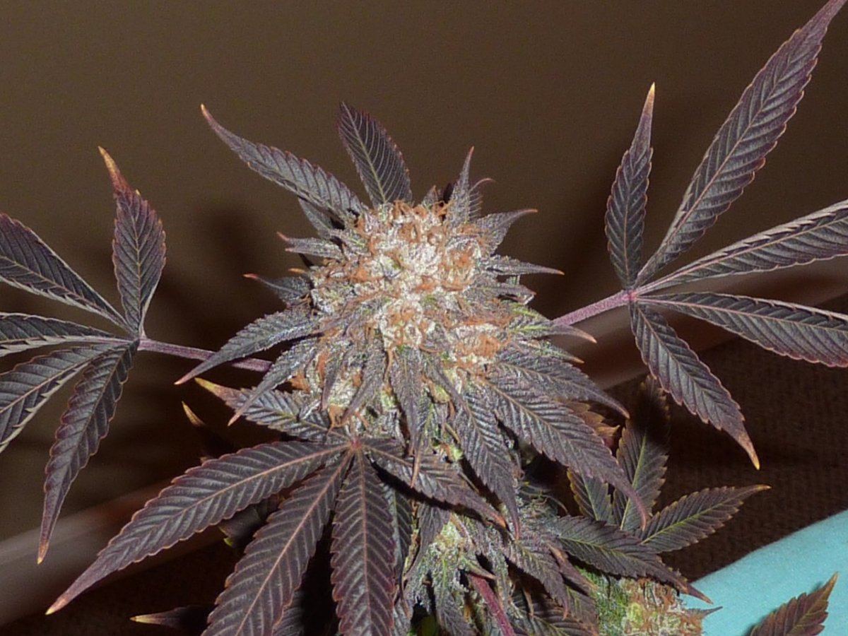 Blackwater purple pheno 5