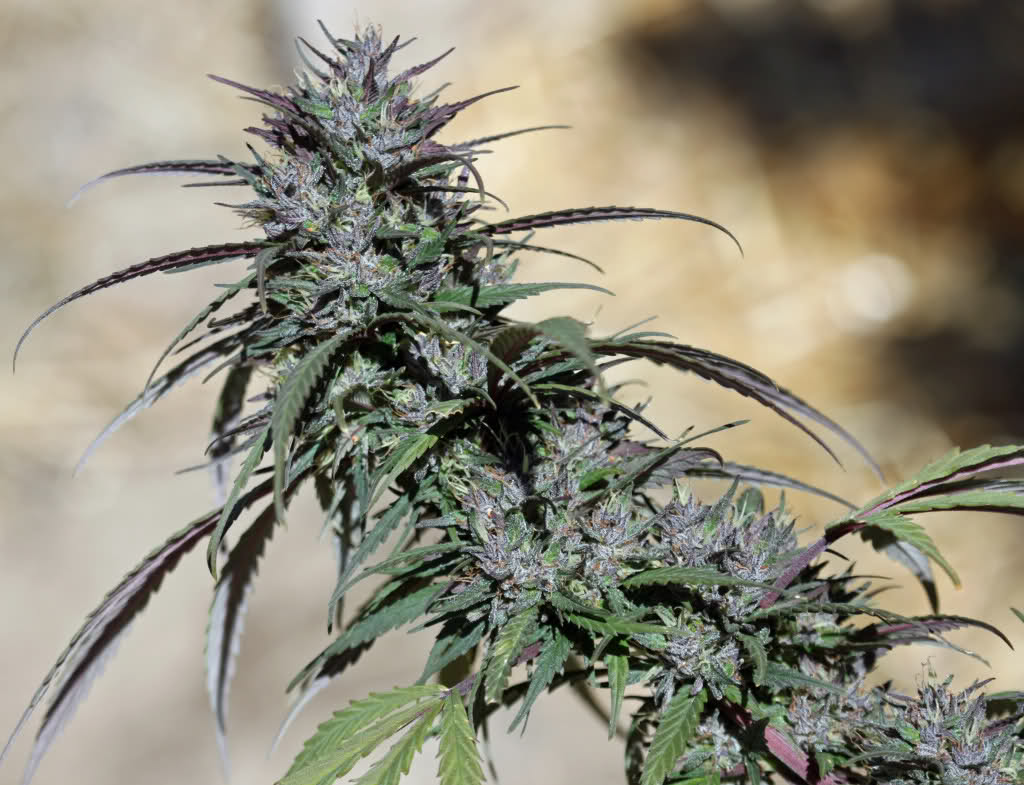 BlackWreck