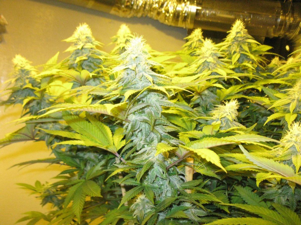 Blancoberry kush