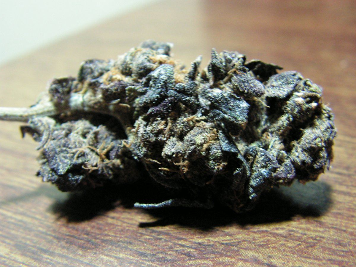 Blb kush 2