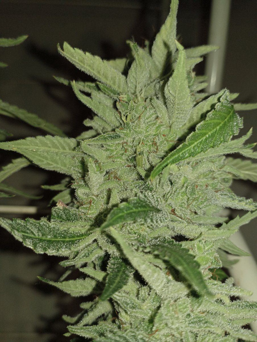 Blbud