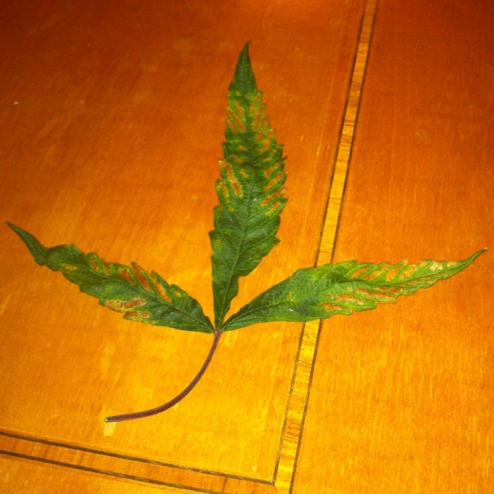 Bleached Leaf