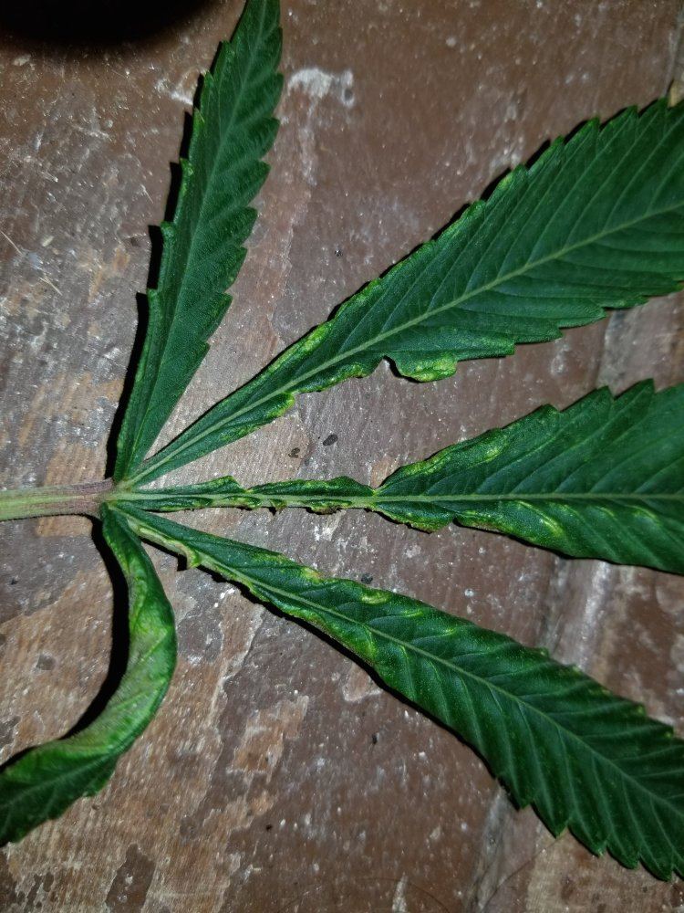 Blistered foliage among other thingsstumped 5