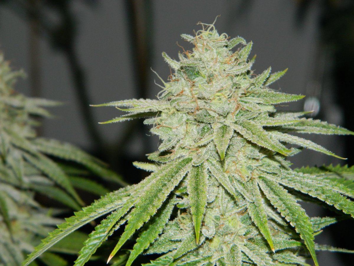 Blk tuna 013