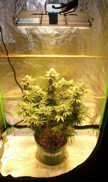 BlkBerryOG58days 01