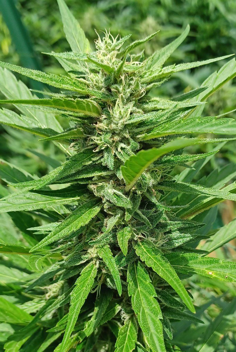 Blood Milk Sky bud