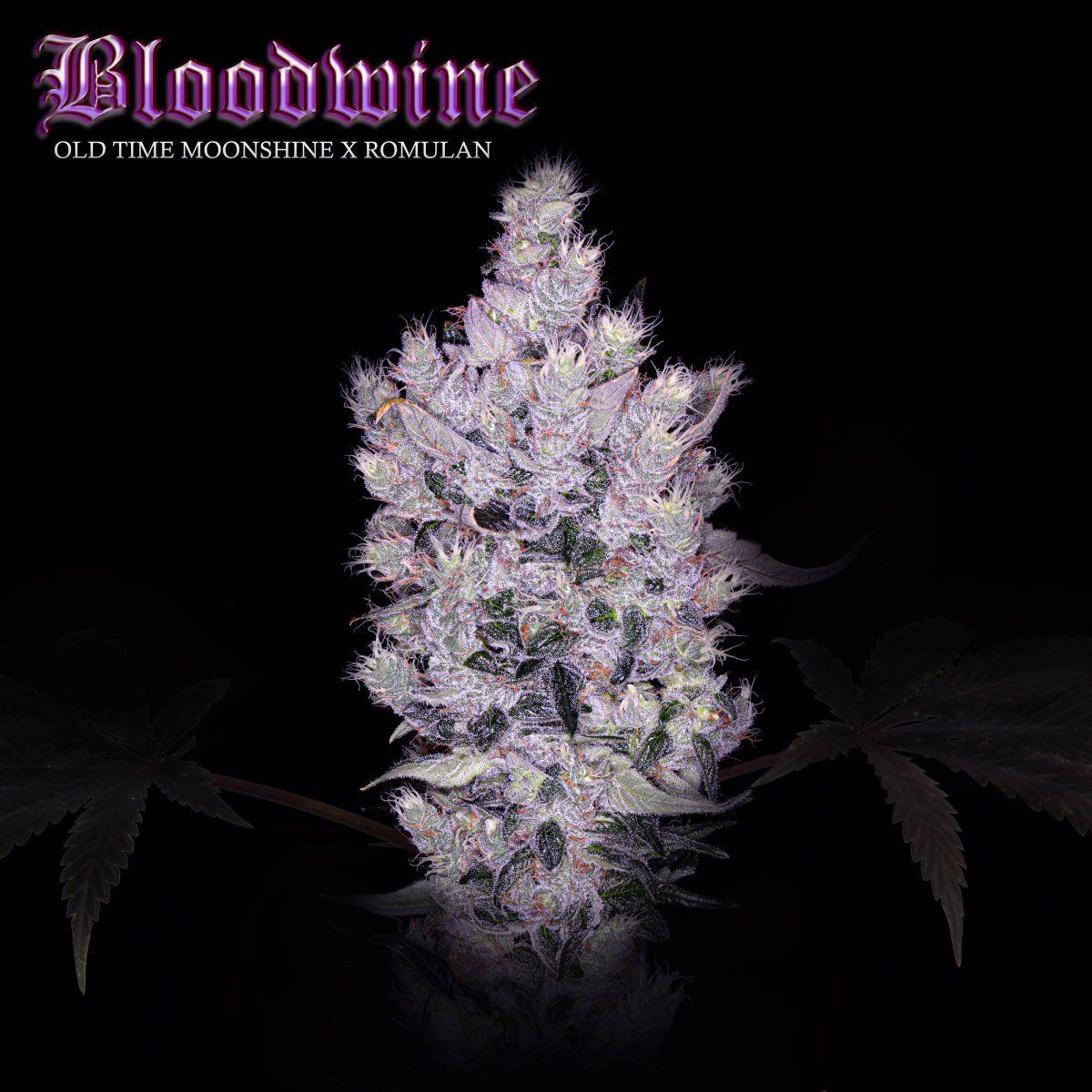 Bloodwine