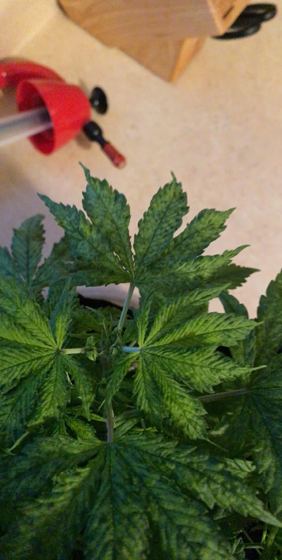 Blotchy leaves is this normal 3