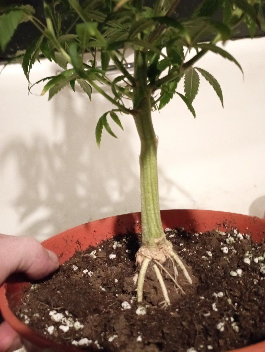 Blroots