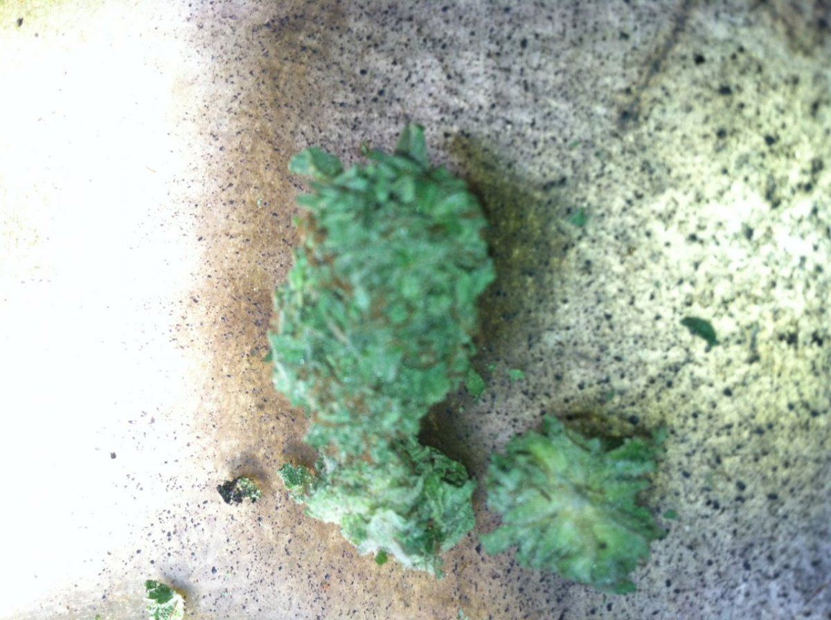 Blu cheese