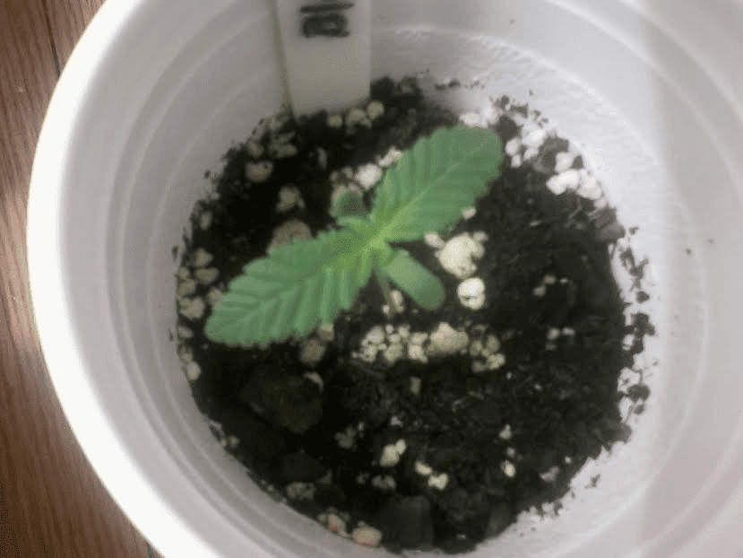 Blubonic 5 days
