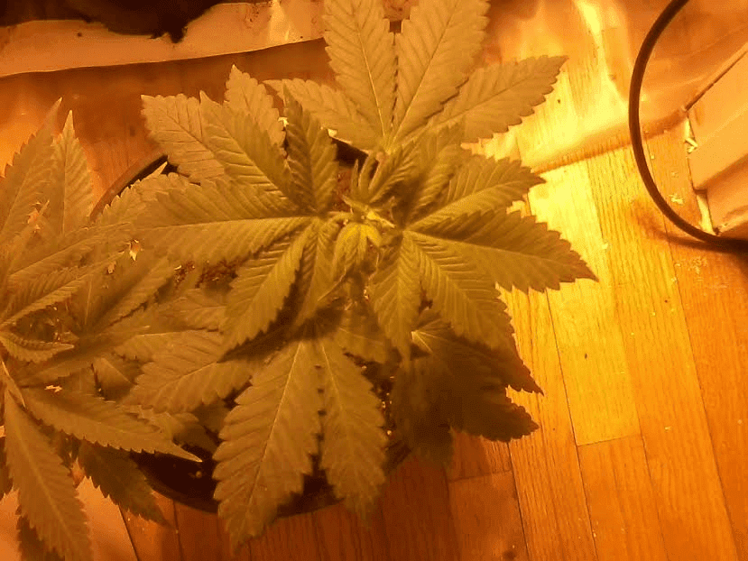 BluBonic128