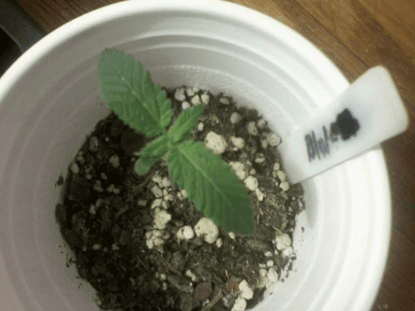Blubonic12days