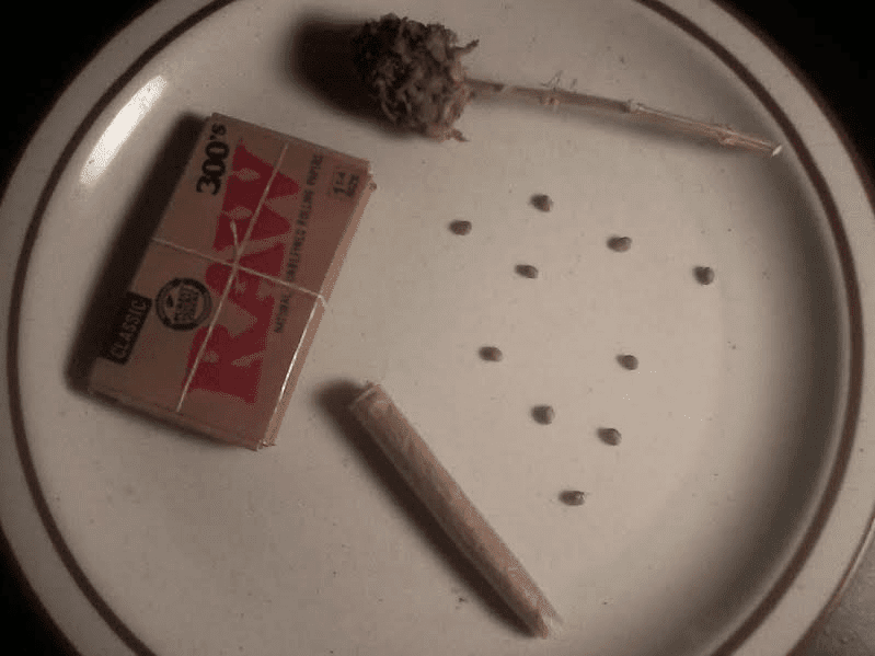 Blubonichitskxc9952517