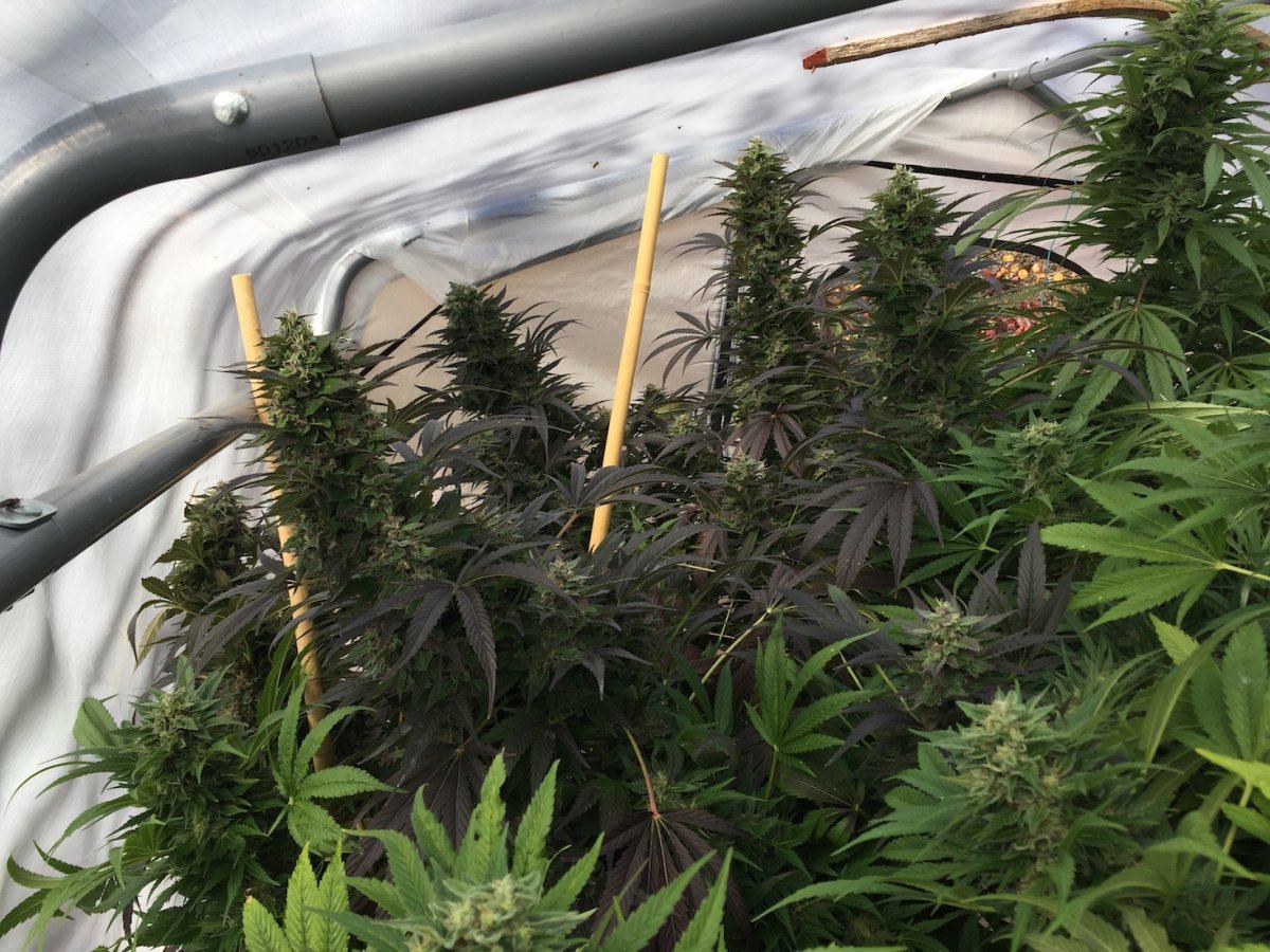 BLUBTOPS sf