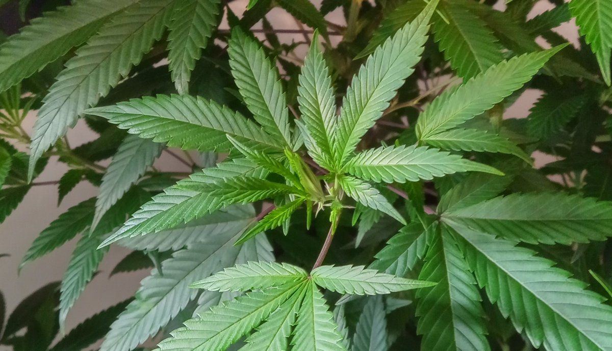Blucheese leaf