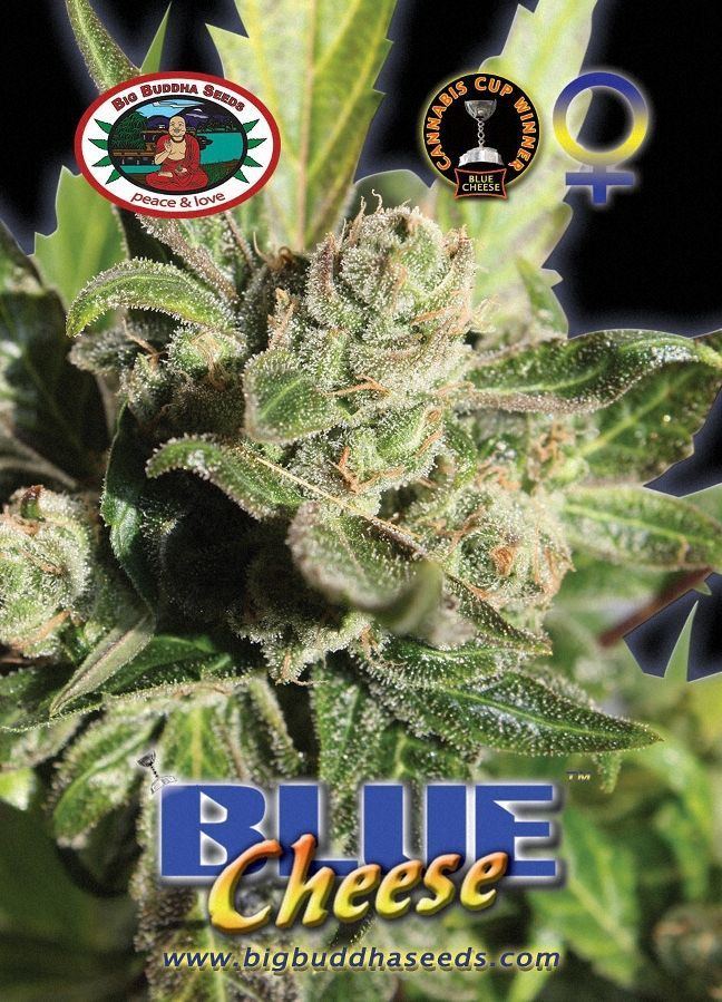 Blucheesebb
