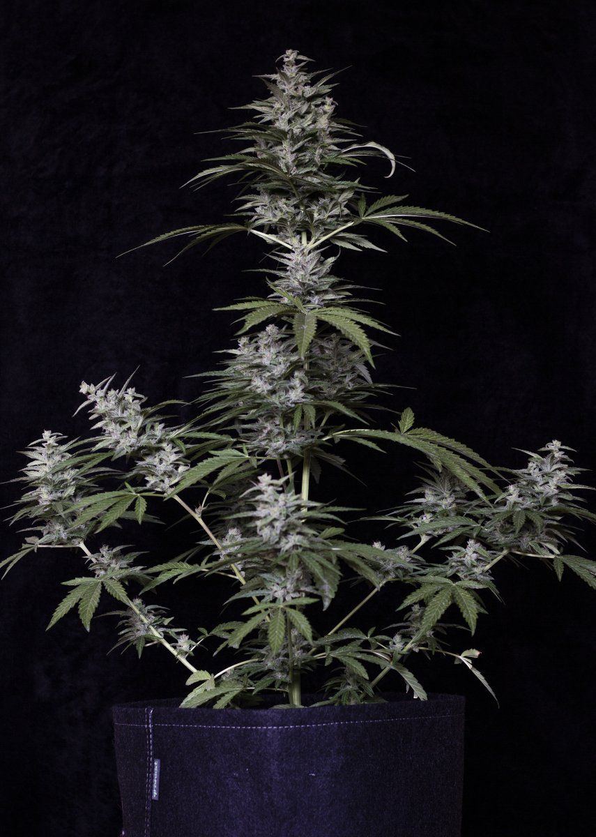 Blue Berry