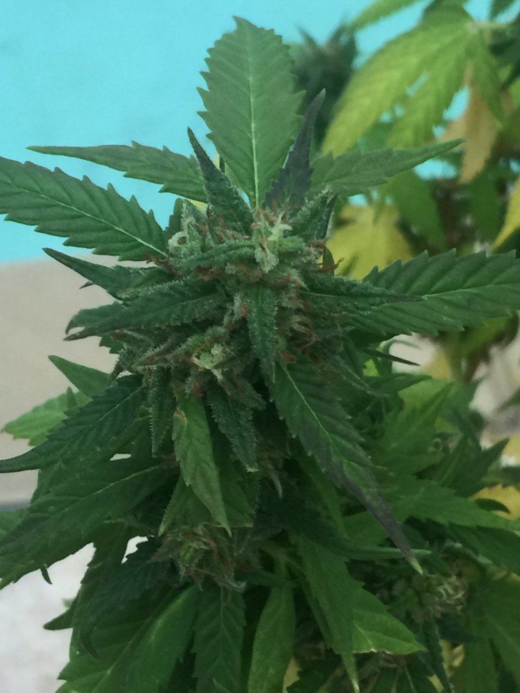 Blue blueberry widow or unhappy bw