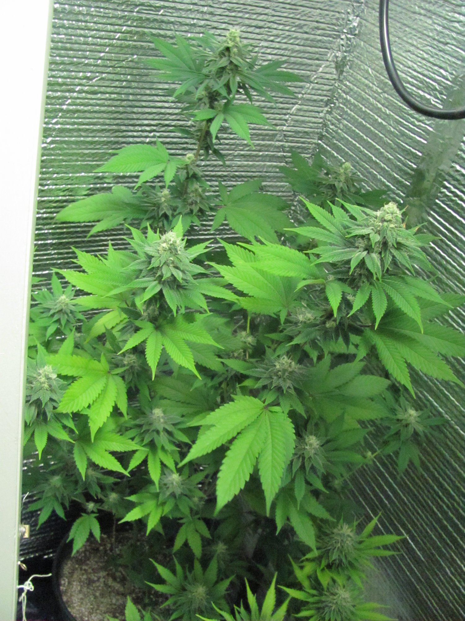 Blue cheese at 31 days of flowering