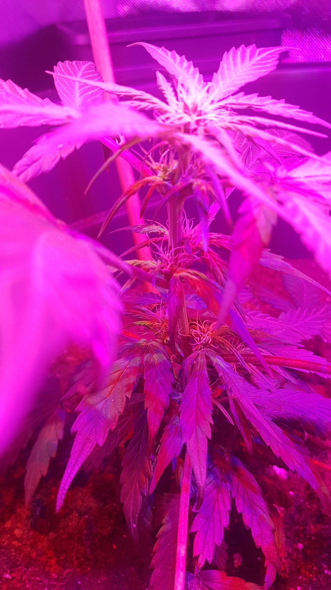 Blue cheese bud in veg stage stump growth 3