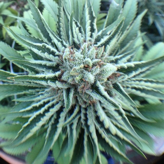 Blue dogn