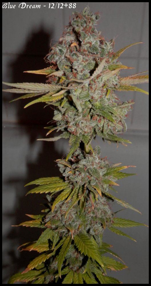 Blue Dream 1   88days   2