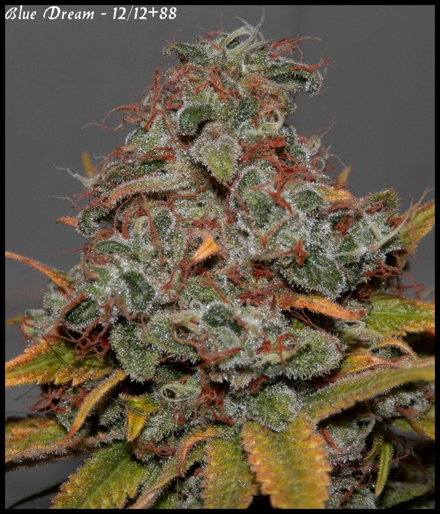 Blue Dream 1   88days   3