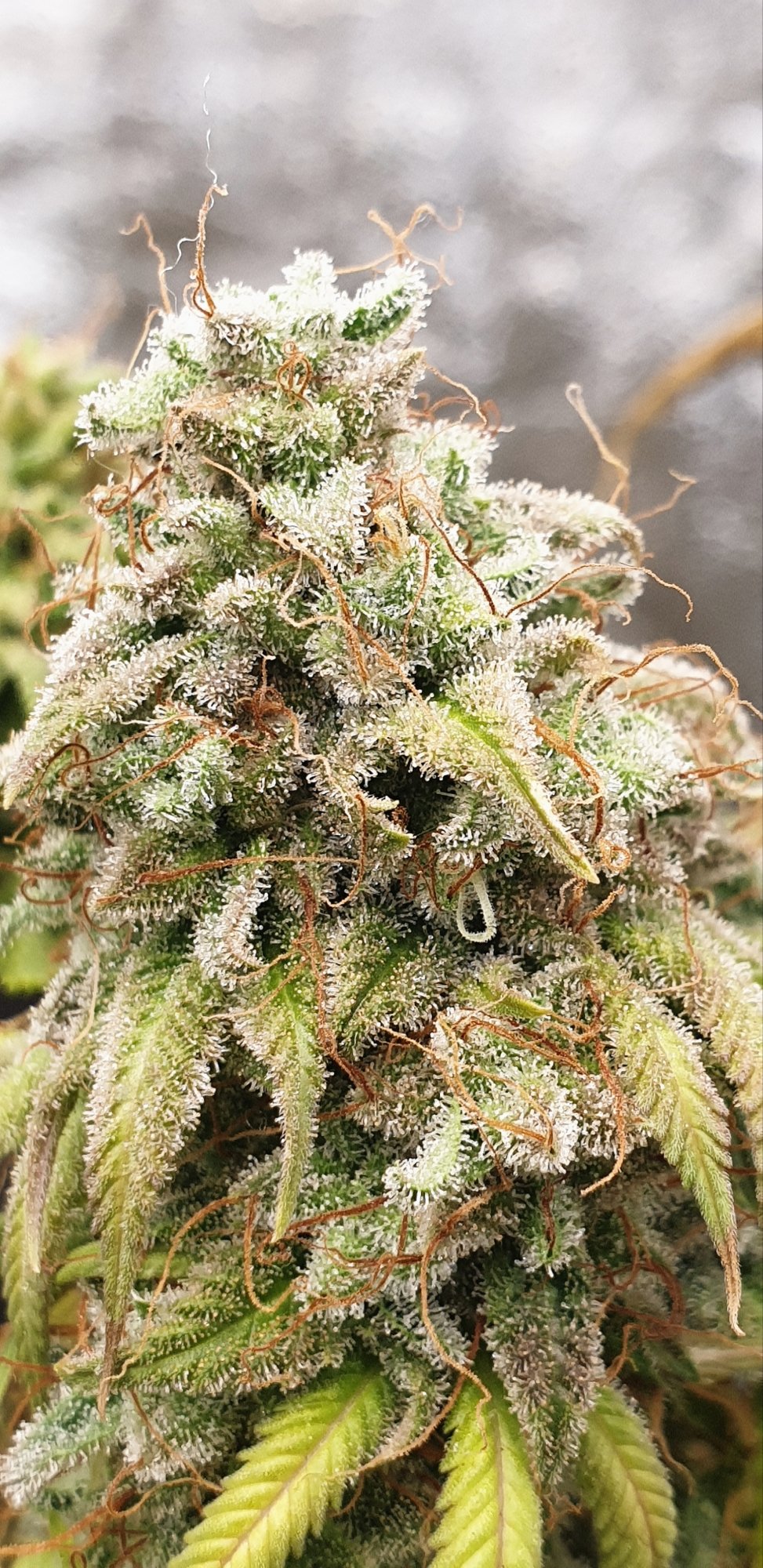Blue Dream 2