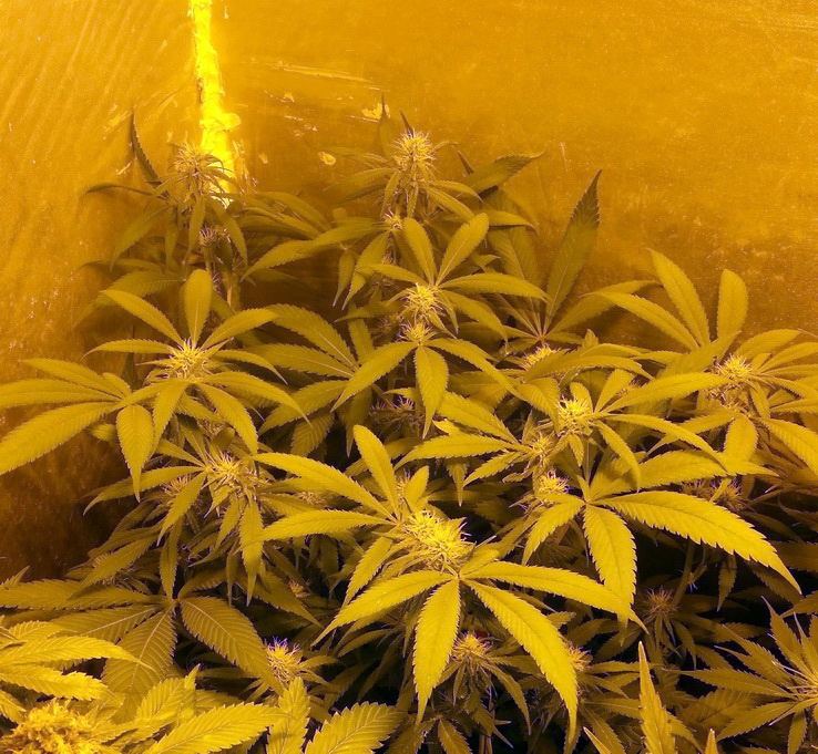 Blue Dream 20 days