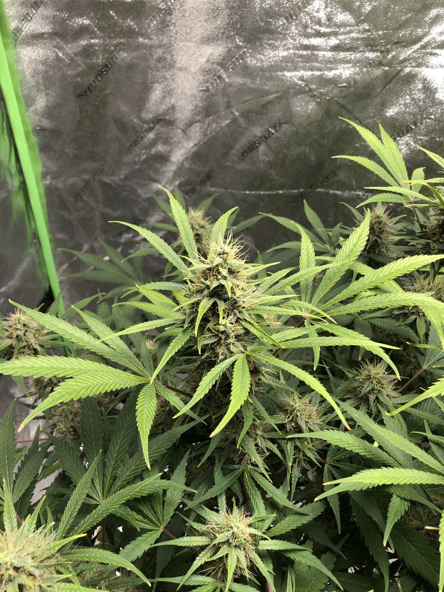 Blue dream 8 weeks close to harvest 3