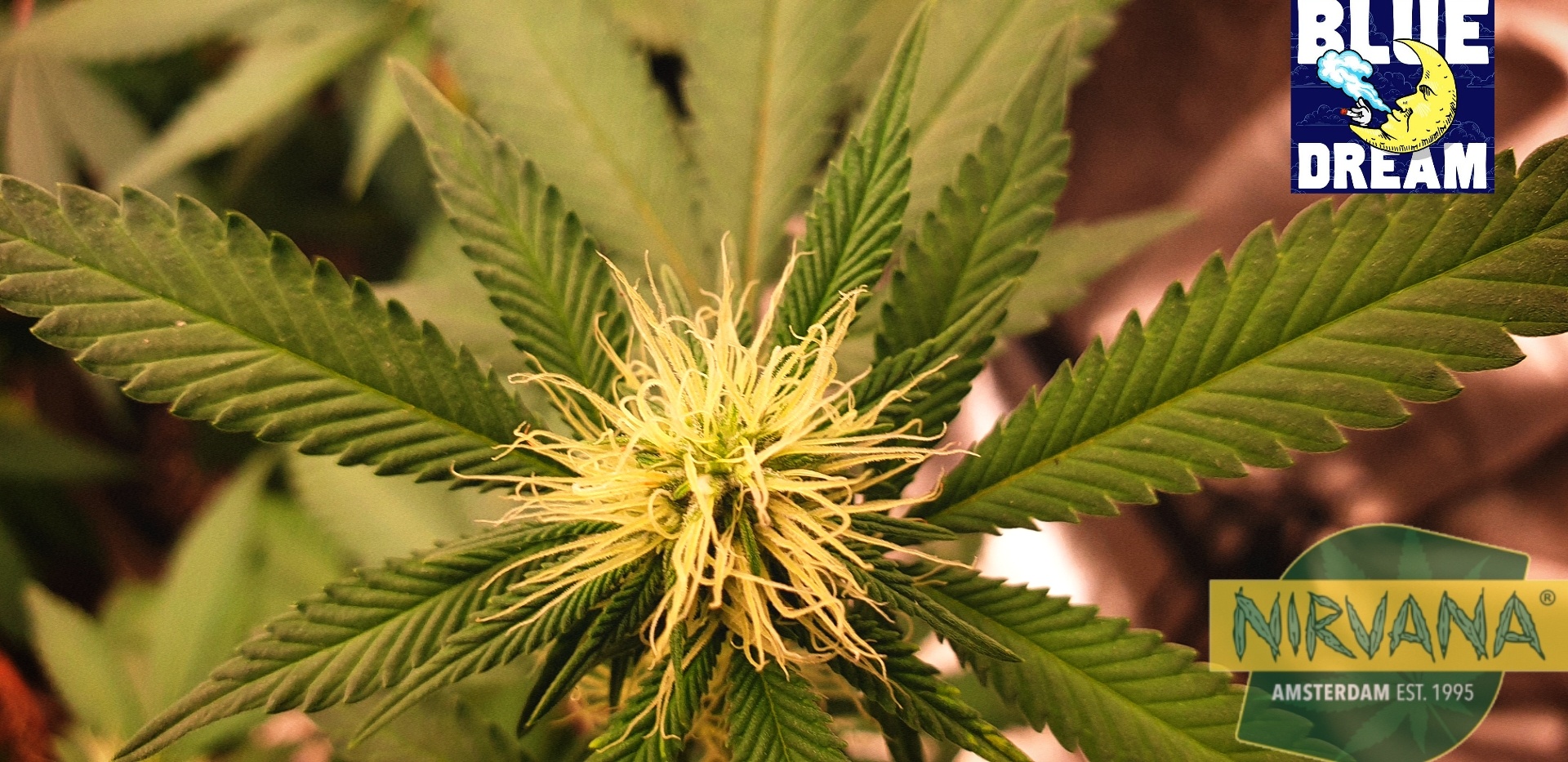 Blue Dream   Week 3