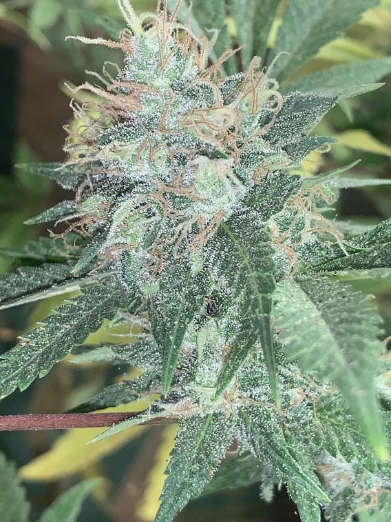 BlueDreamBudPorn