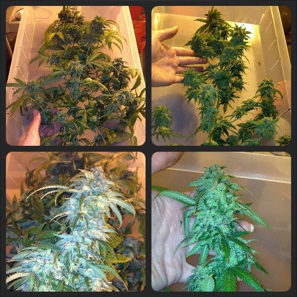 Blue dream collage