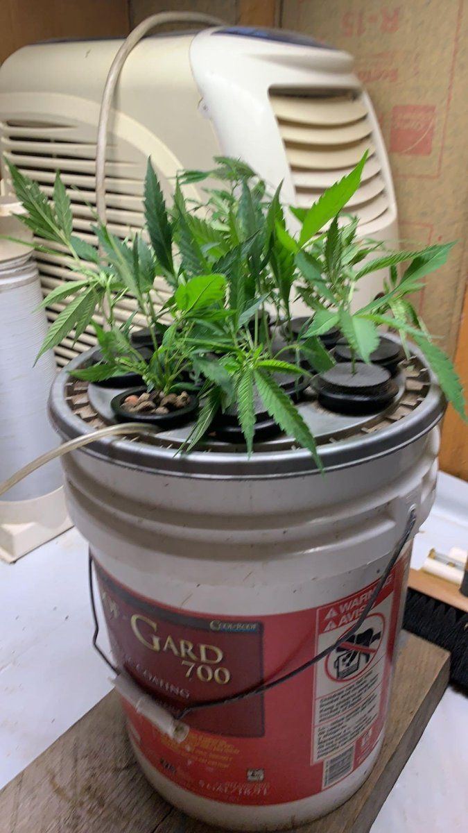 BlueDreamCuttings