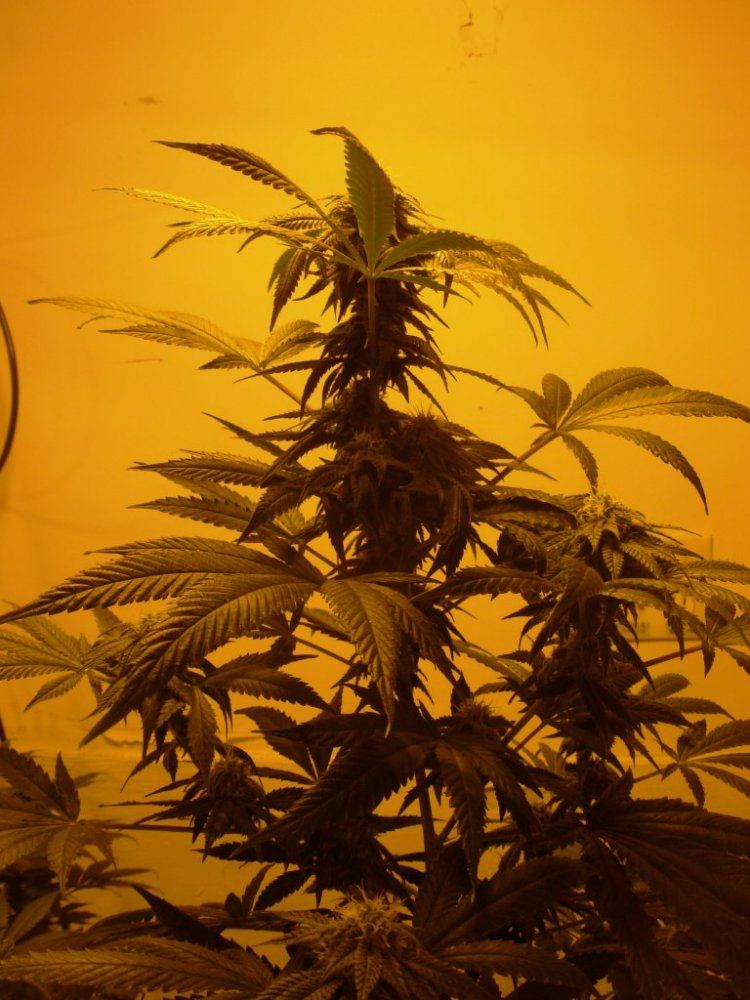 Blue Dream Day 28