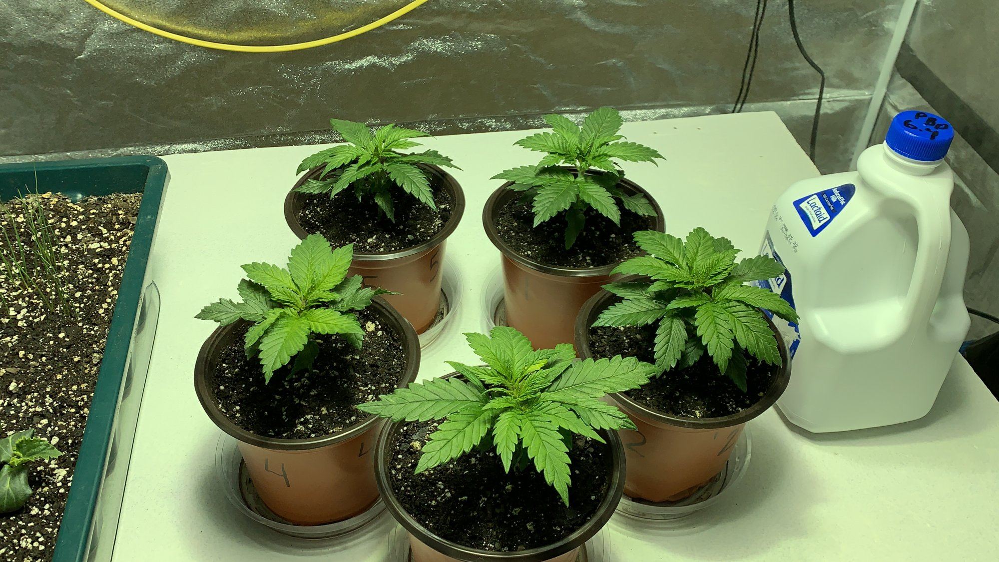 Blue dream feminized tent grow 10