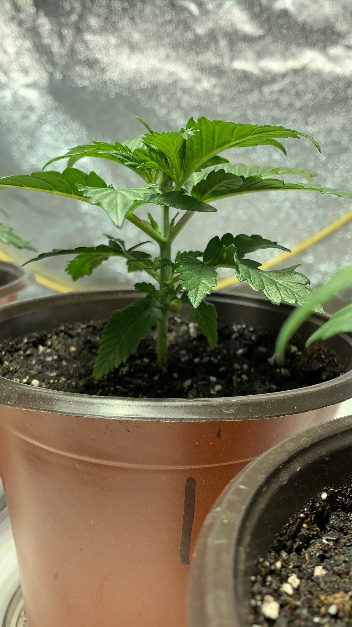 Blue dream feminized tent grow 11