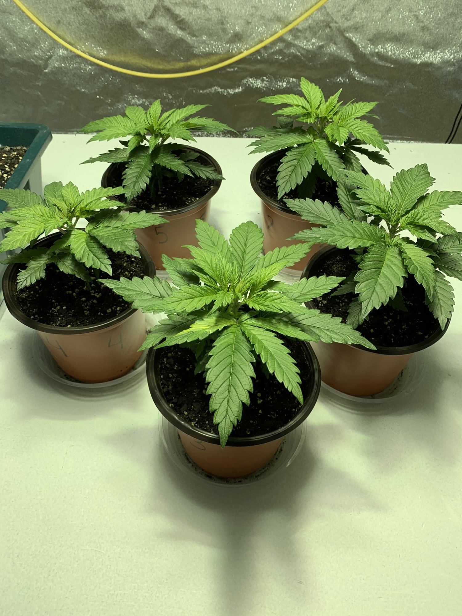 Blue dream feminized tent grow 12