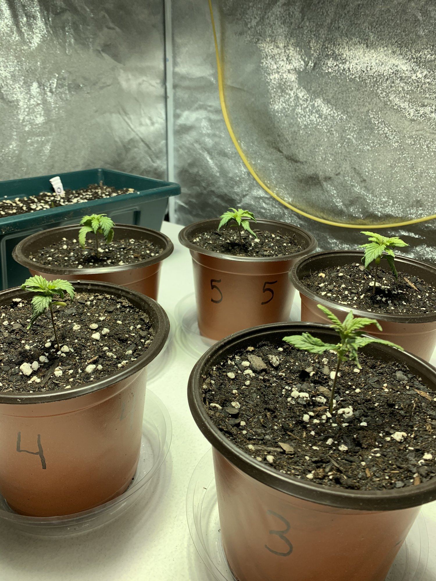 Blue dream feminized tent grow 3