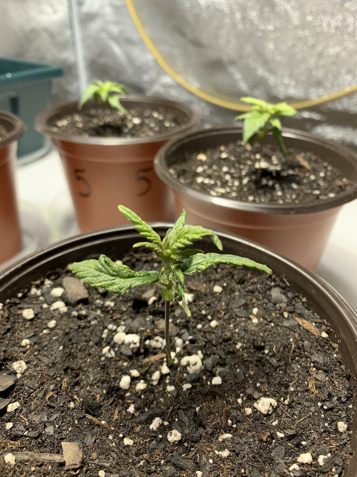 Blue dream feminized tent grow 4