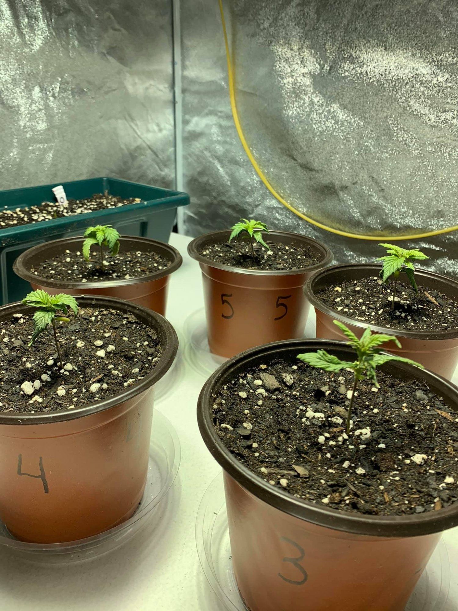 Blue dream feminized tent grow 5