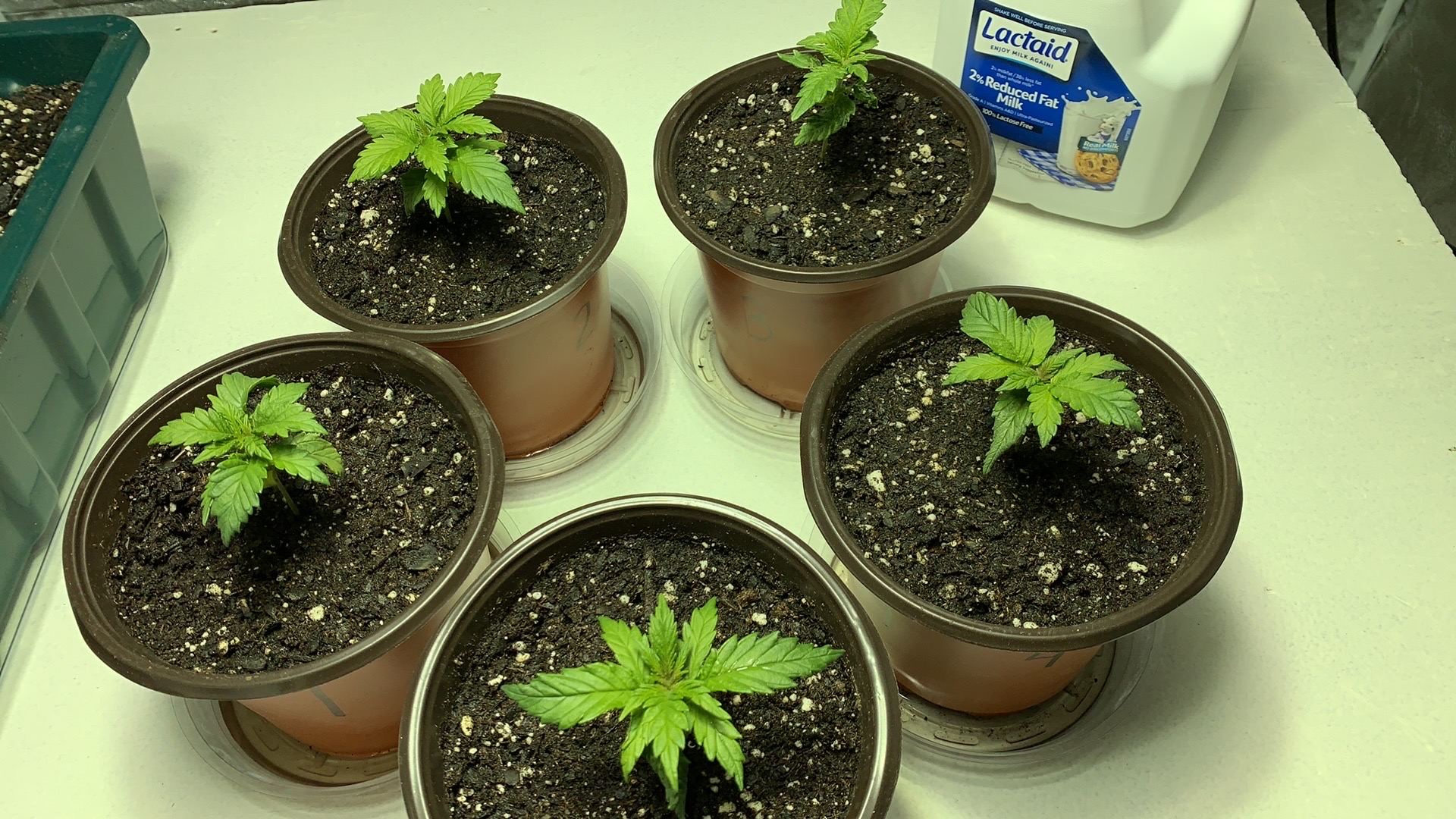 Blue dream feminized tent grow 6