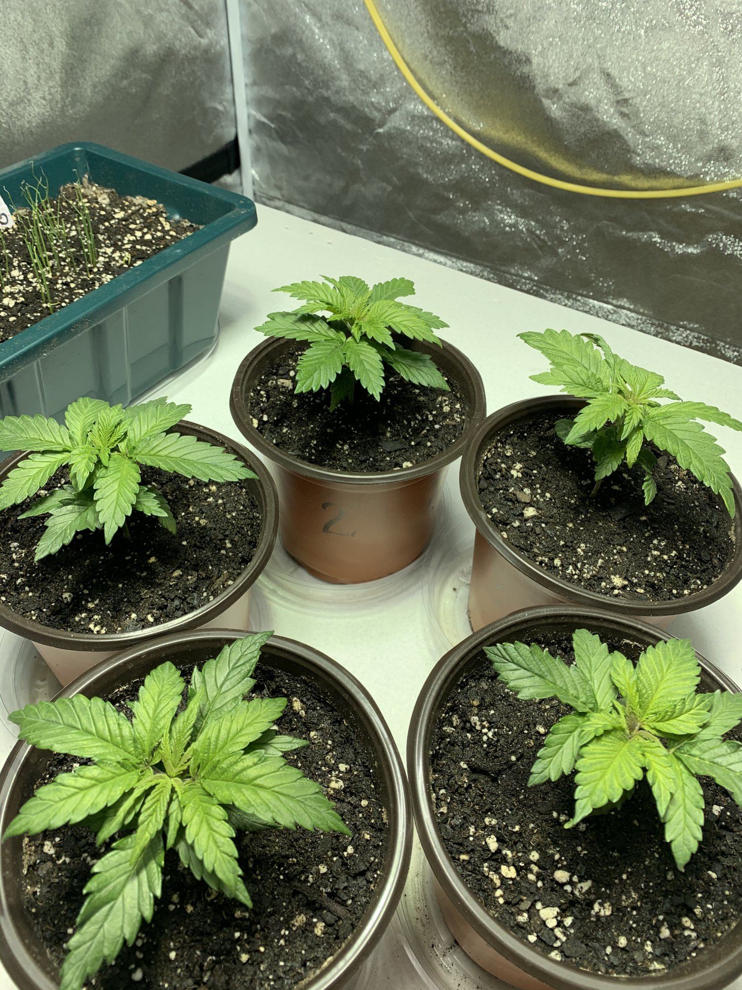 Blue dream feminized tent grow 7
