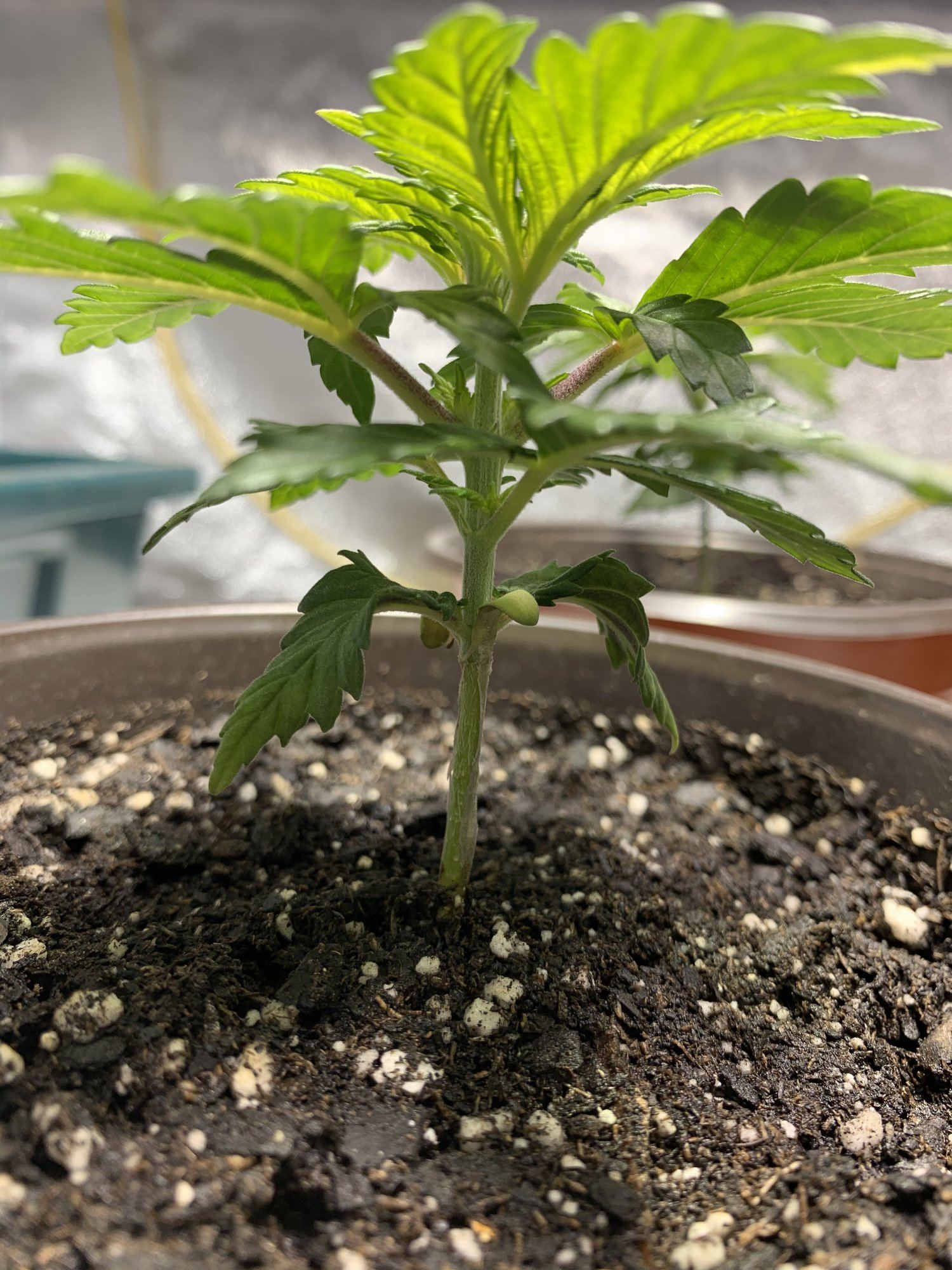 Blue dream feminized tent grow 8