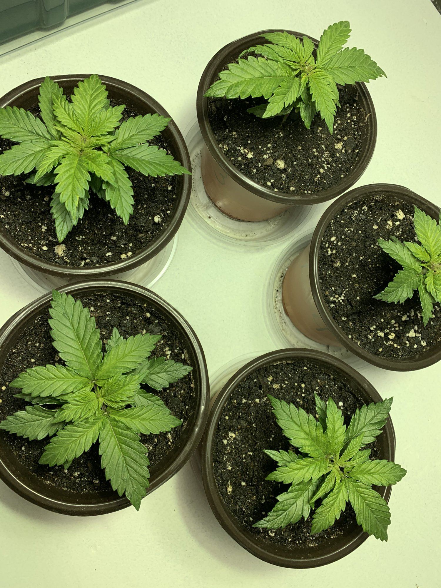 Blue dream feminized tent grow 9