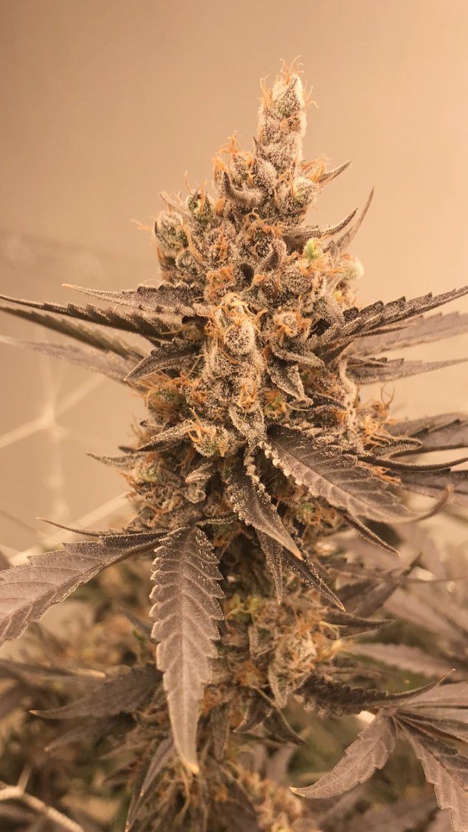 Blue dream