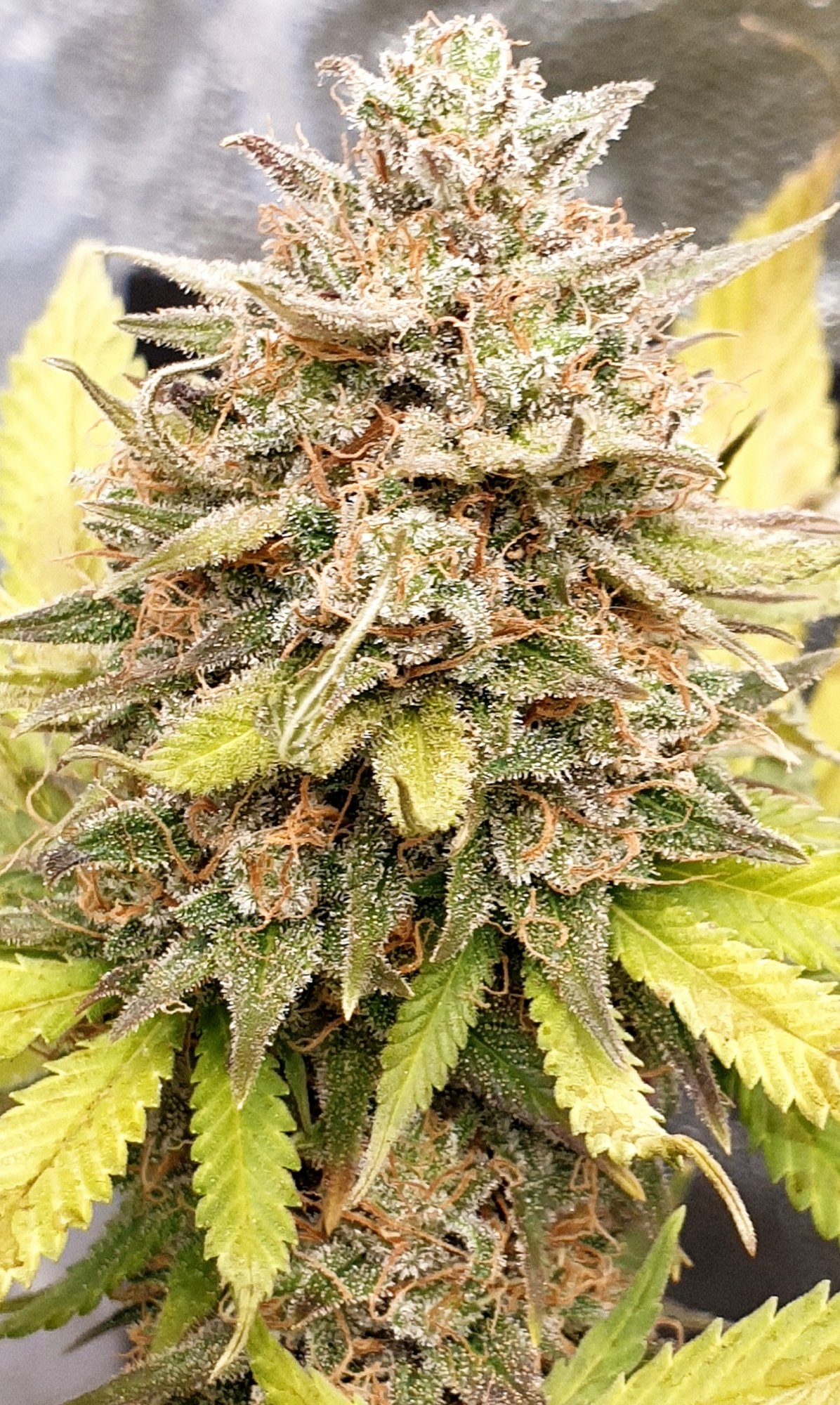 Blue Dream